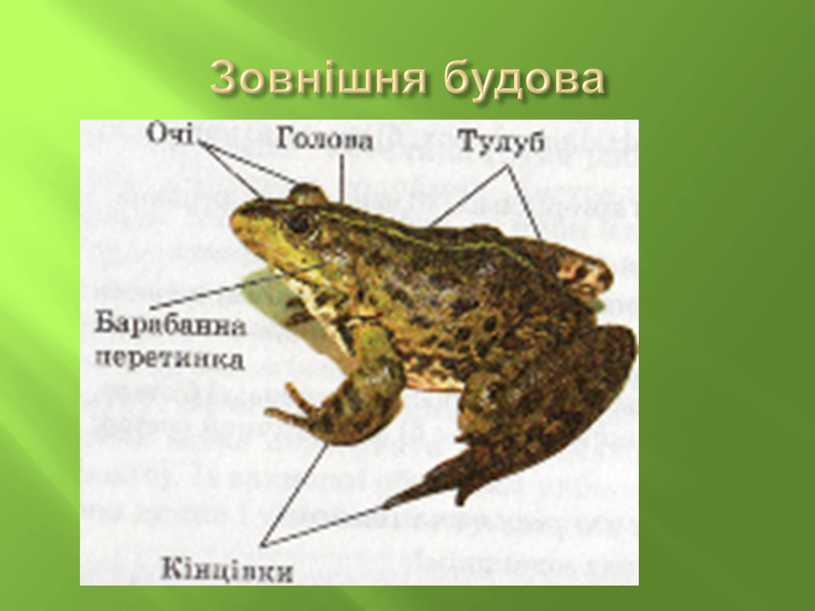 Презентація на тему «Безхвості жаби» - Слайд #5