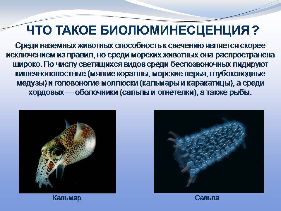 Презентація на тему «Биолюминесценция» - Слайд #5