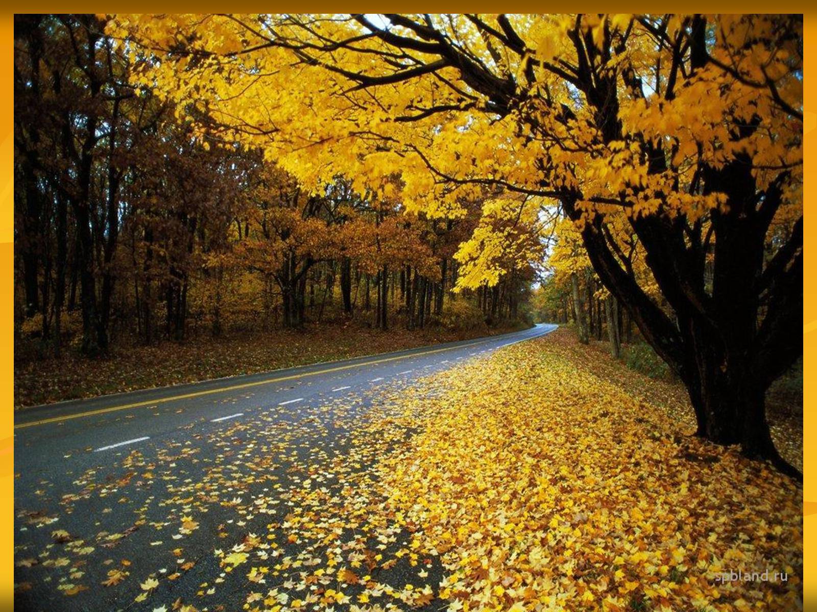 Куз н. Осень. Золотая осень. Осень листопад. Осенний день.