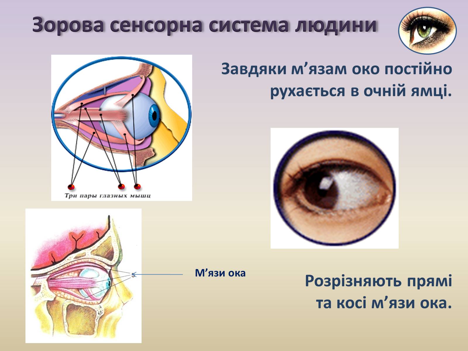 Презентація на тему «Сенсорна система ока» - Слайд #4