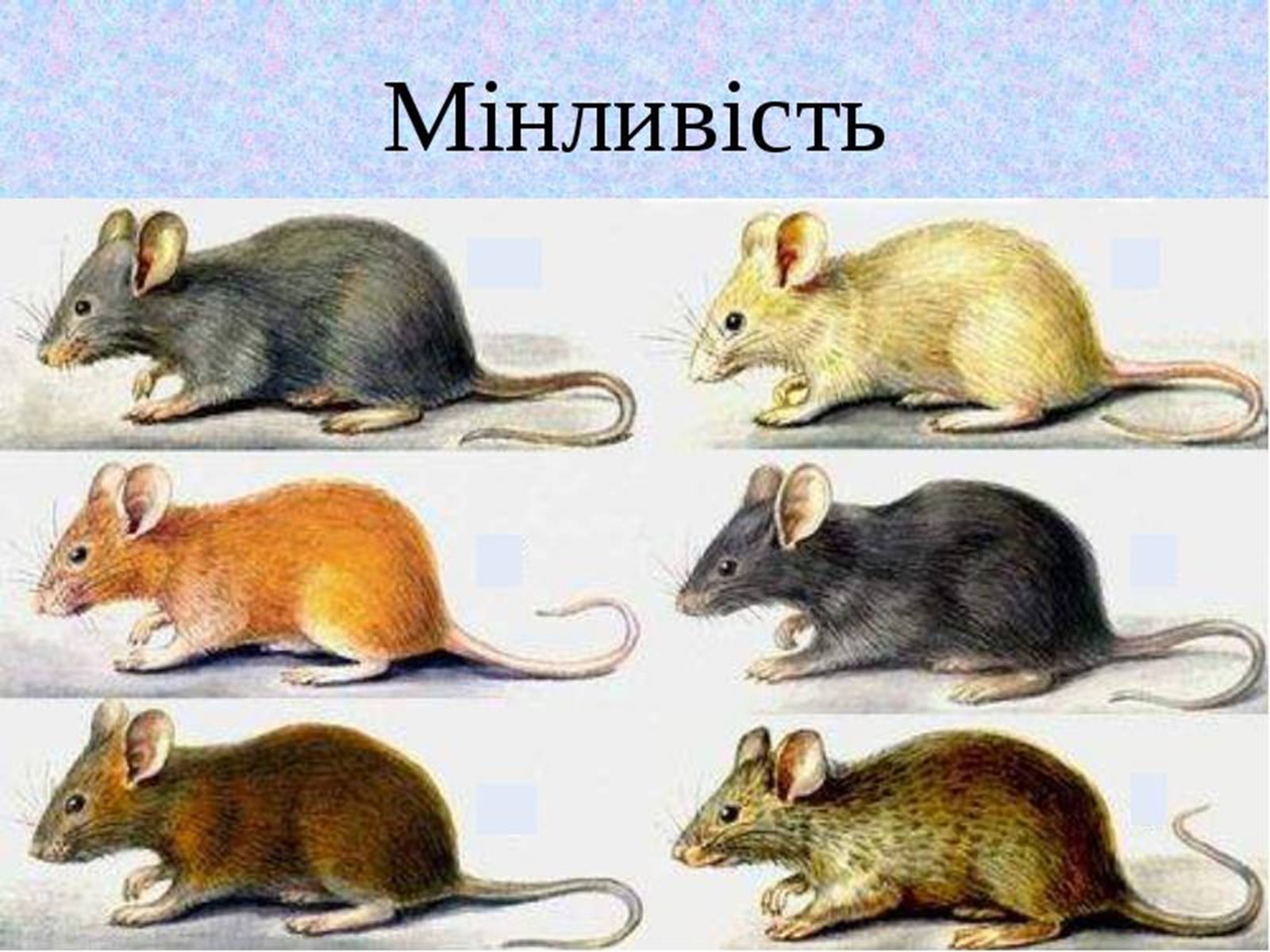 Мыши дикого типа