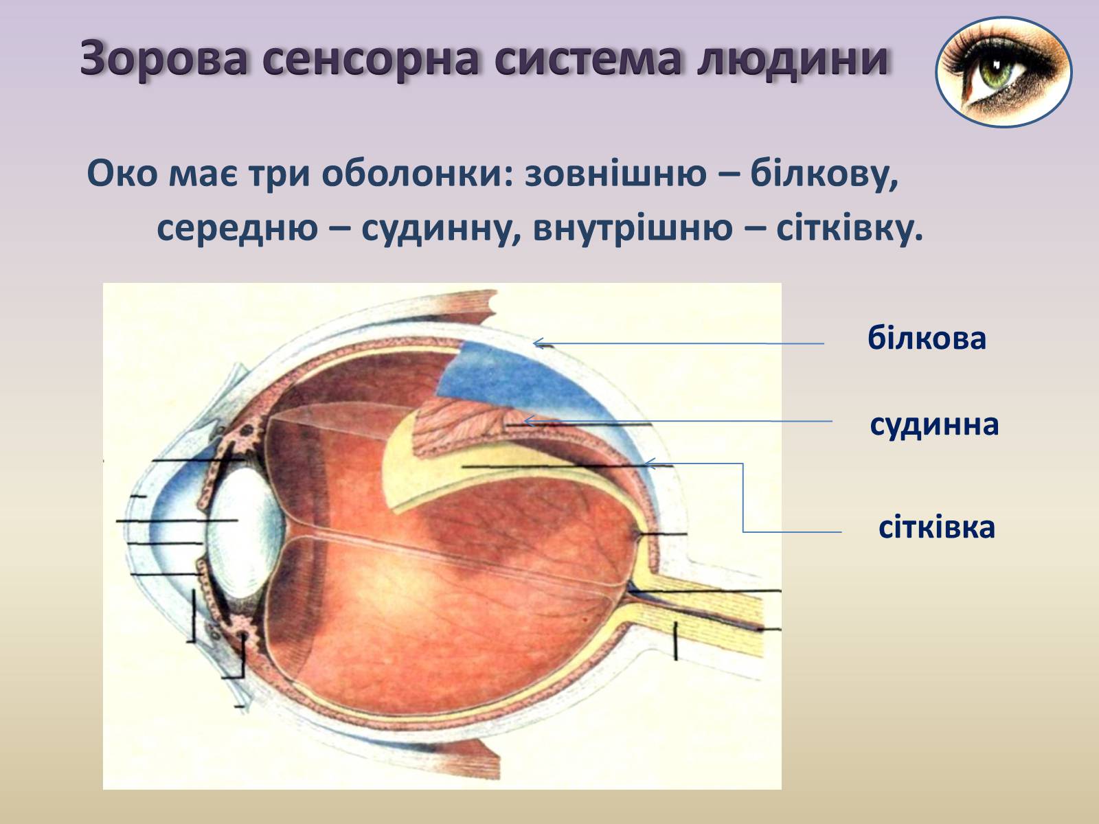 Функции оболочек глаза белочная сосудистая сетчатка