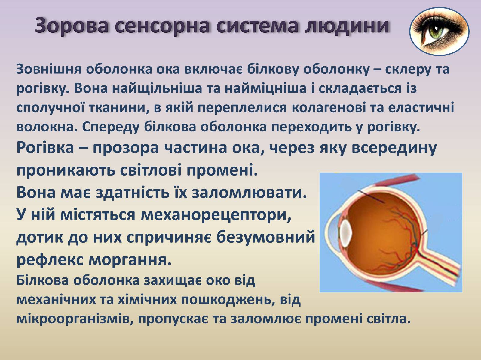 Презентація на тему «Сенсорна система ока» - Слайд #7