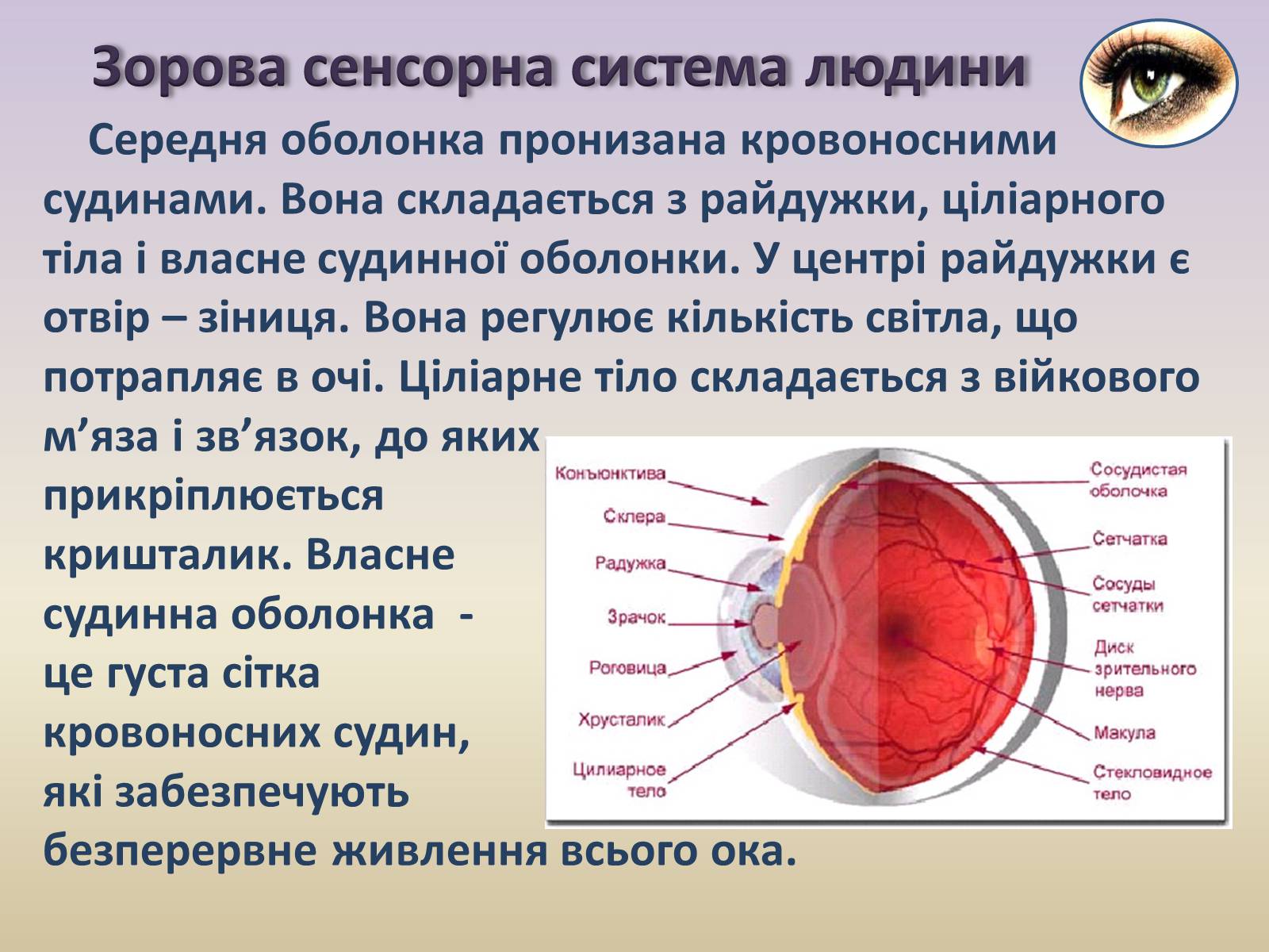 Презентація на тему «Сенсорна система ока» - Слайд #8