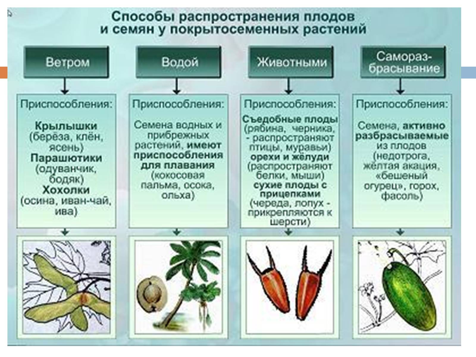 способы выращивания семян конопли