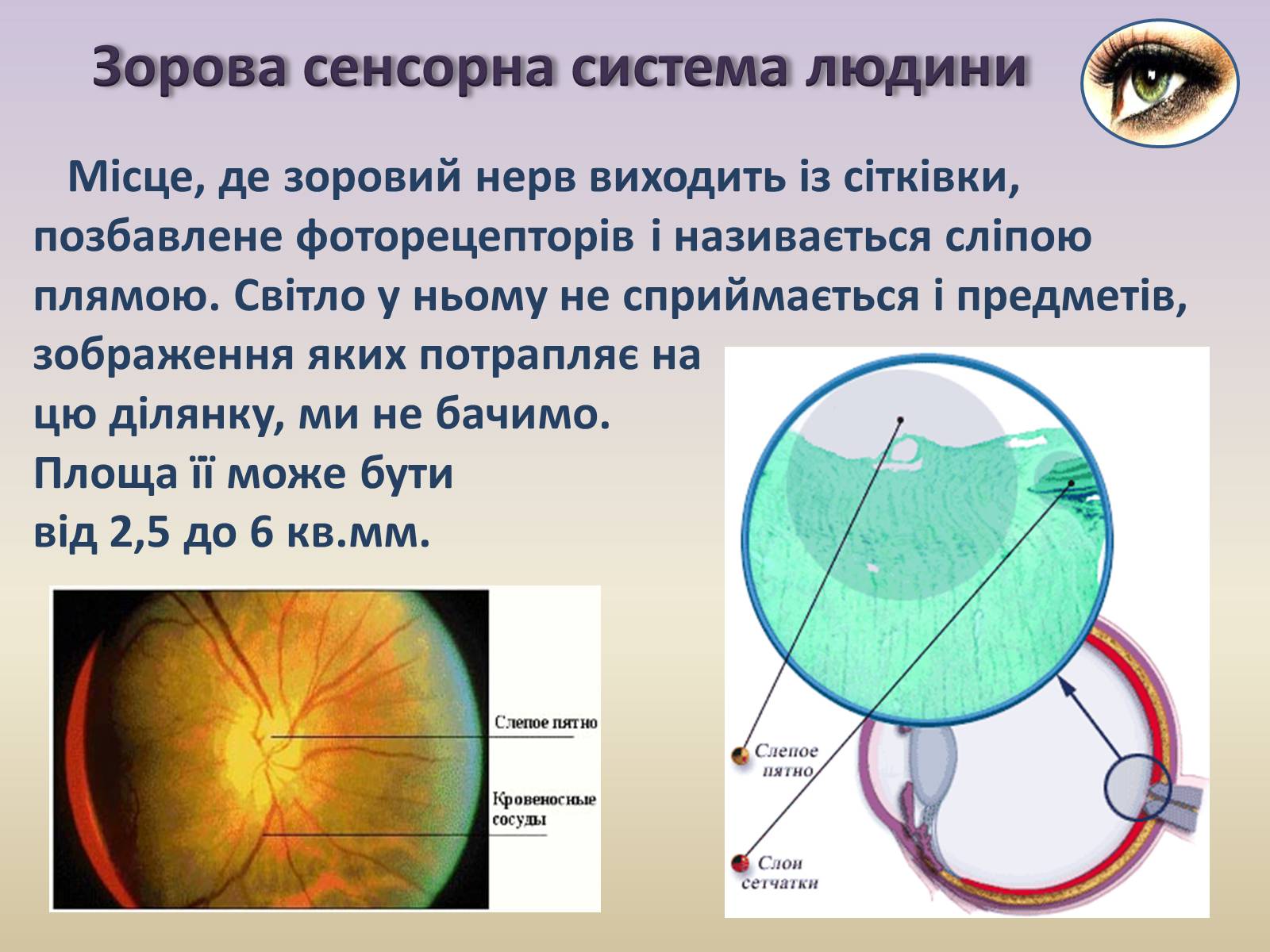 Презентація на тему «Сенсорна система ока» - Слайд #14