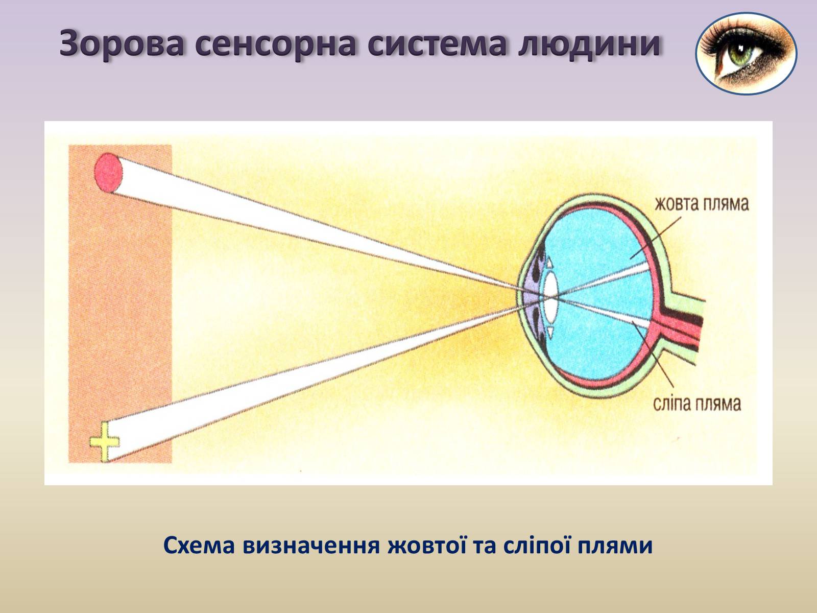 Презентація на тему «Сенсорна система ока» - Слайд #15