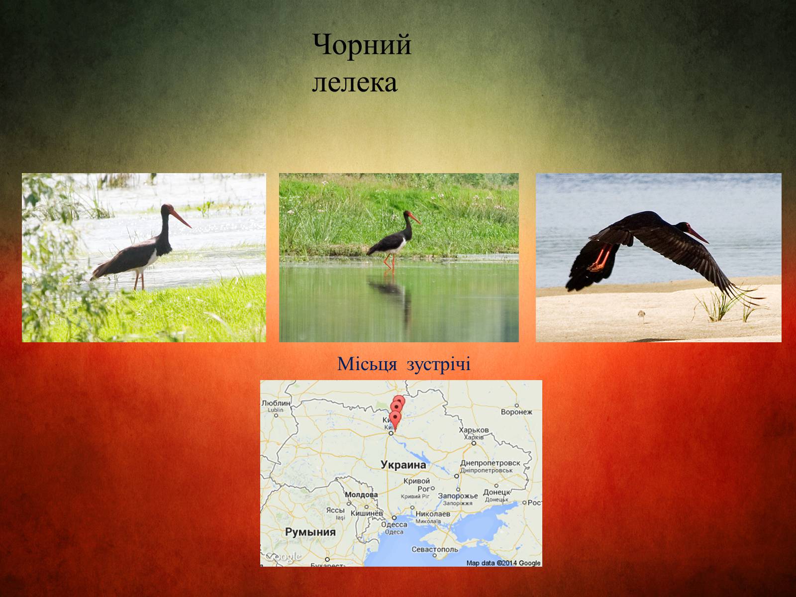 Презентація на тему «Птахи України» - Слайд #3
