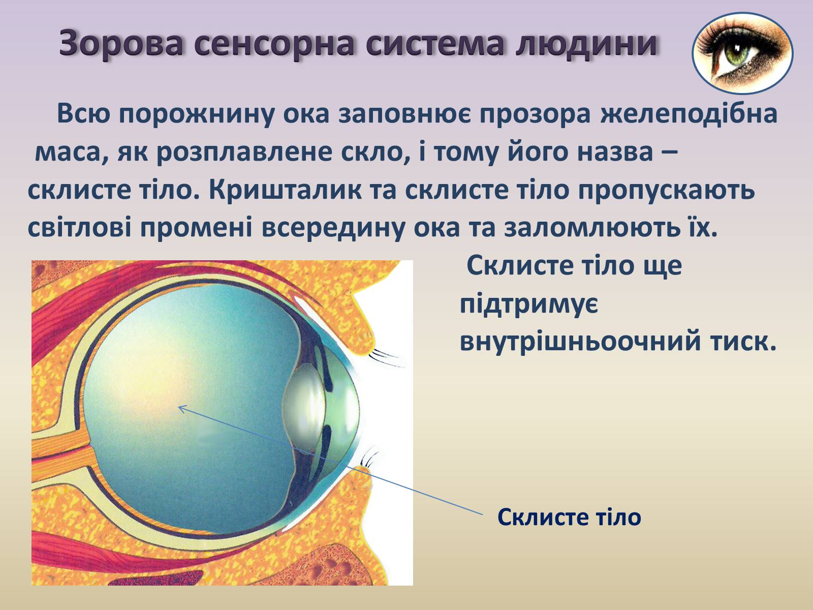 Презентація на тему «Сенсорна система ока» - Слайд #18