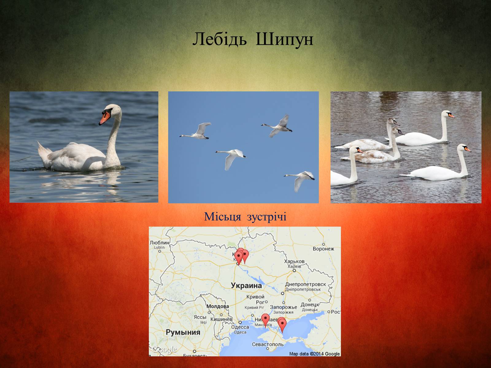Презентація на тему «Птахи України» - Слайд #4