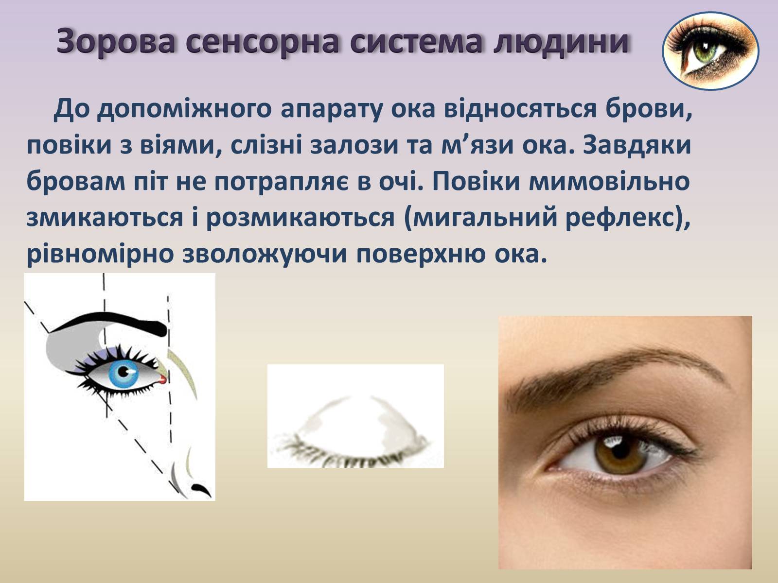 Презентація на тему «Сенсорна система ока» - Слайд #19