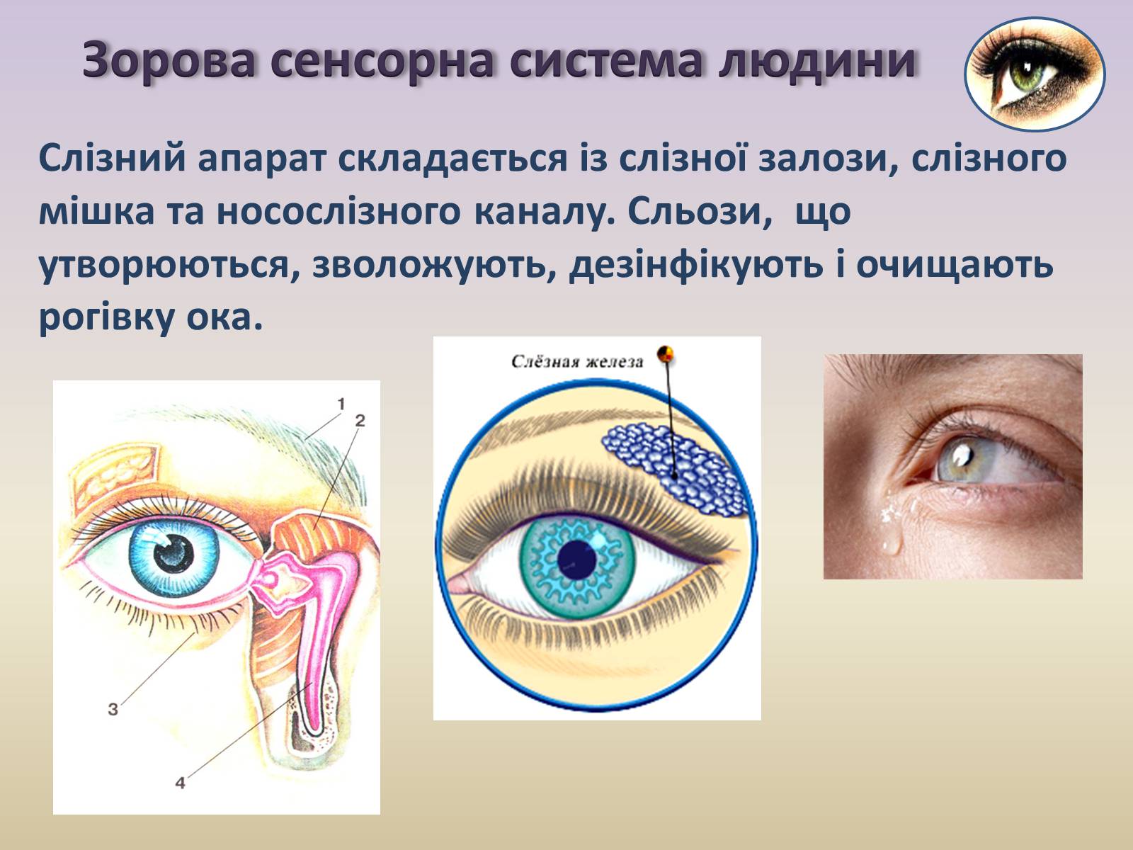 Презентація на тему «Сенсорна система ока» - Слайд #20