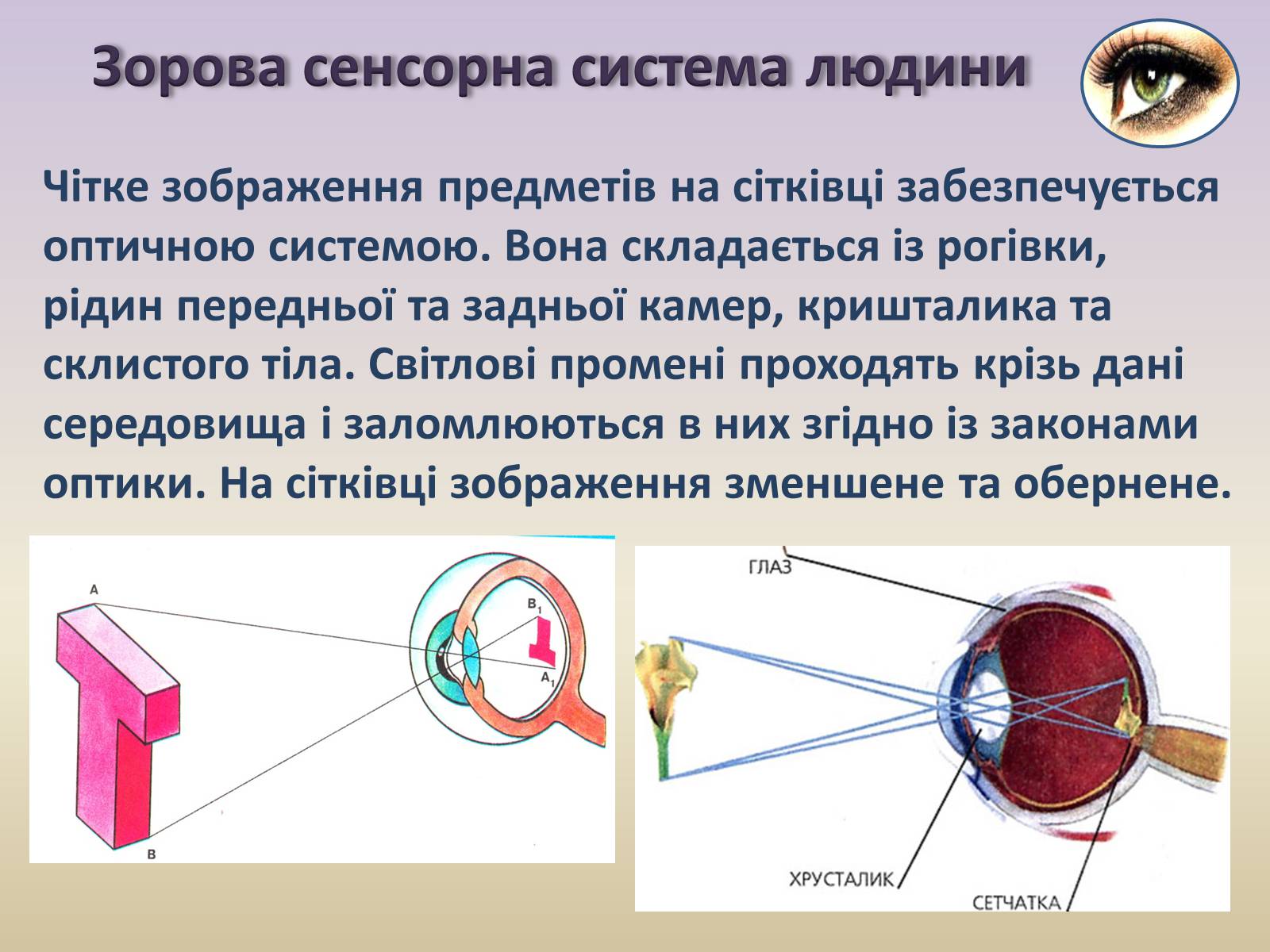 Презентація на тему «Сенсорна система ока» - Слайд #23