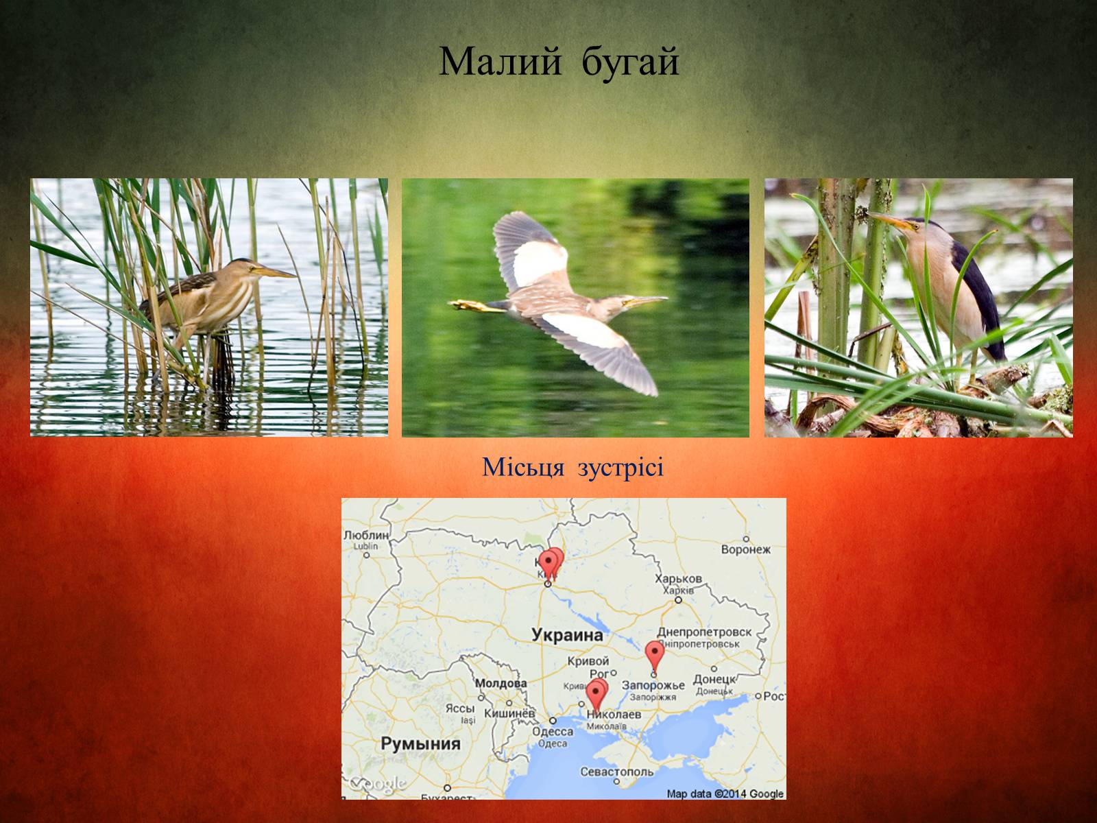 Презентація на тему «Птахи України» - Слайд #9