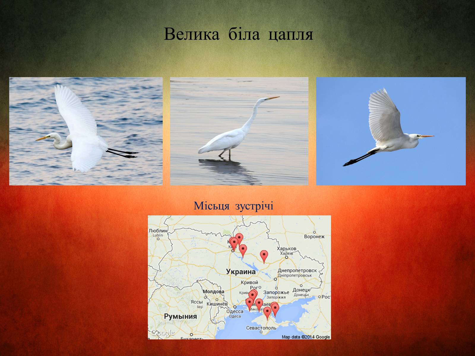 Презентація на тему «Птахи України» - Слайд #11