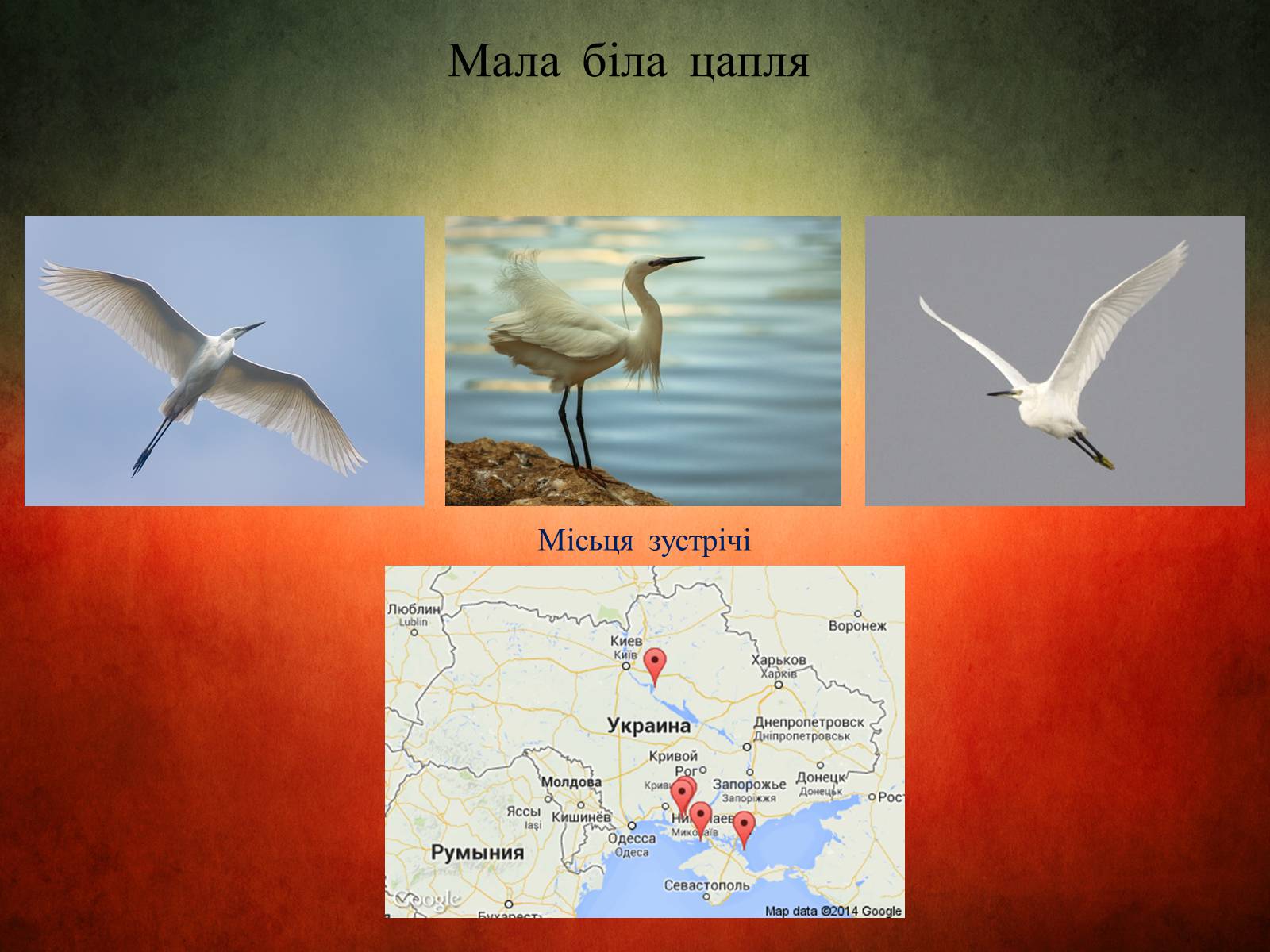 Презентація на тему «Птахи України» - Слайд #12