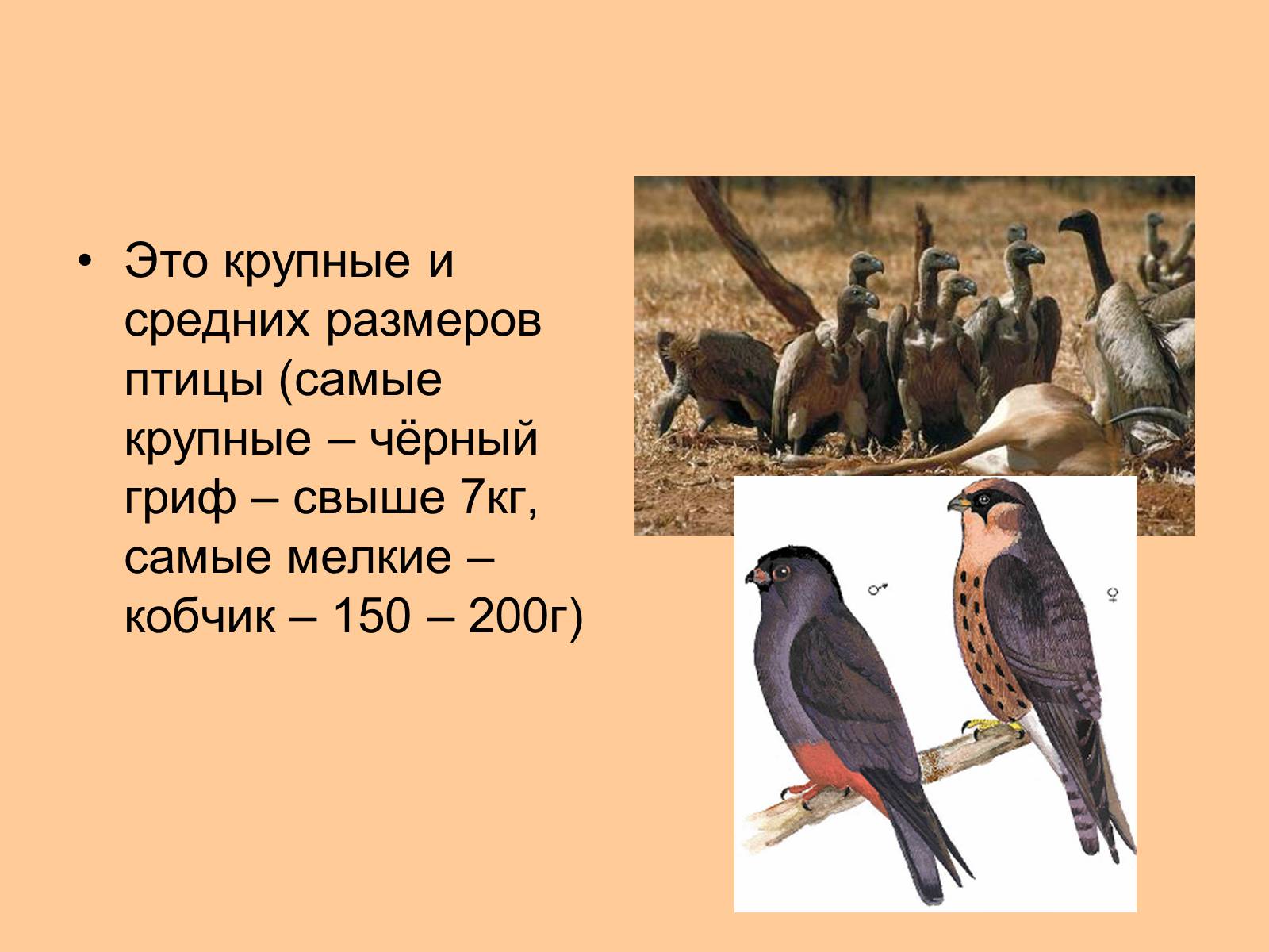 Презентація на тему «Отряд Хищные птицы» - Слайд #3