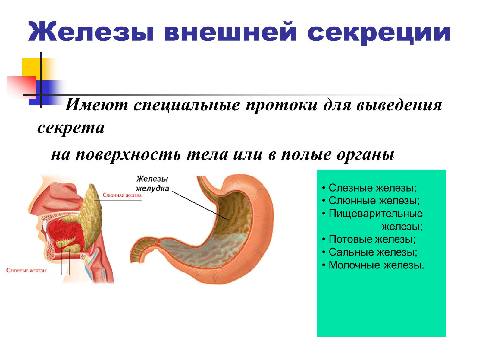 Железы смешанной секреции имеют протоки. Внутренняя и внешняя секреция желёз. Желудочные железы внешней секреции. Слюнные железы внешней секреции. Желудок железа внешней секреции.