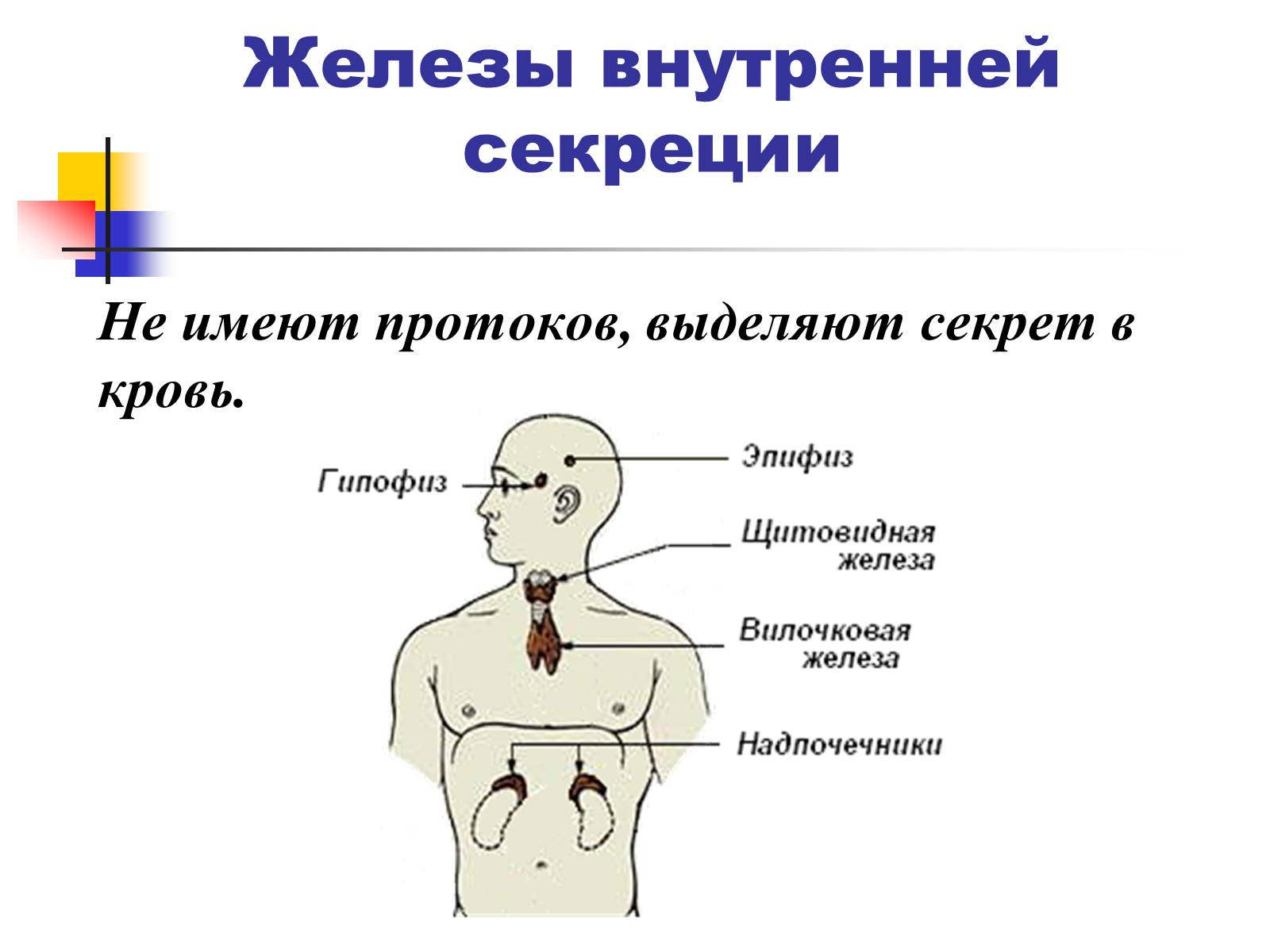 Эпифиз гипофиз надпочечники. Потовые железы внутренней секреции. Желез смешанной внутренней и внешней секреции. Местоположение желез внутренней секреции. Железы внешней секреции эпифиз щитовидная железа.