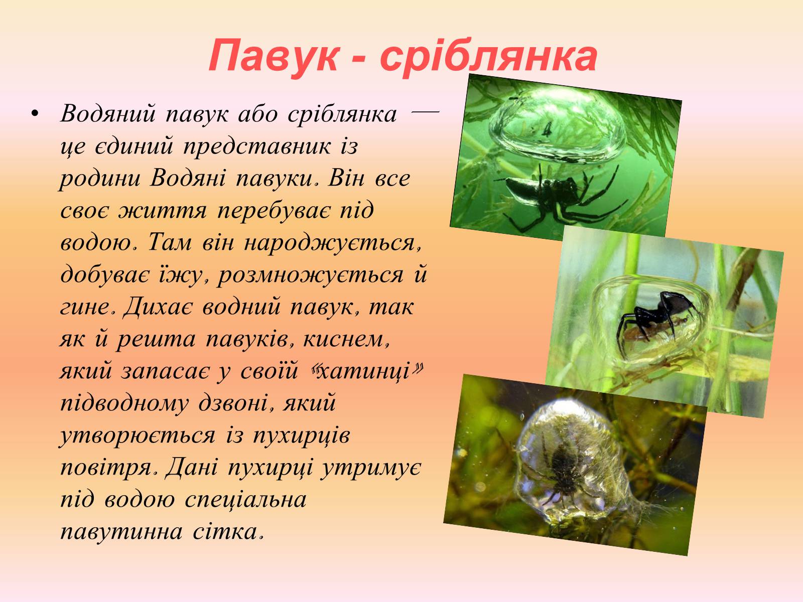 Презентація на тему «Різноманітність павукоподібних» - Слайд #4