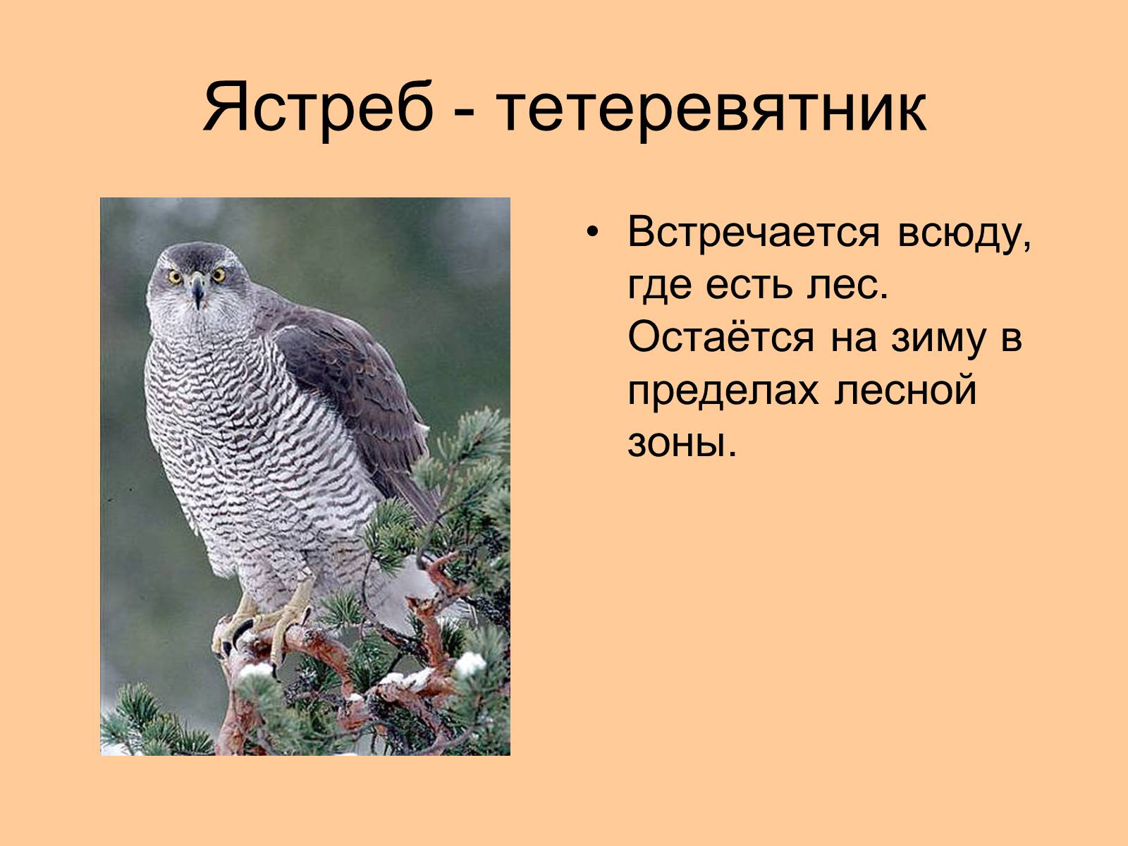 Презентація на тему «Отряд Хищные птицы» - Слайд #11