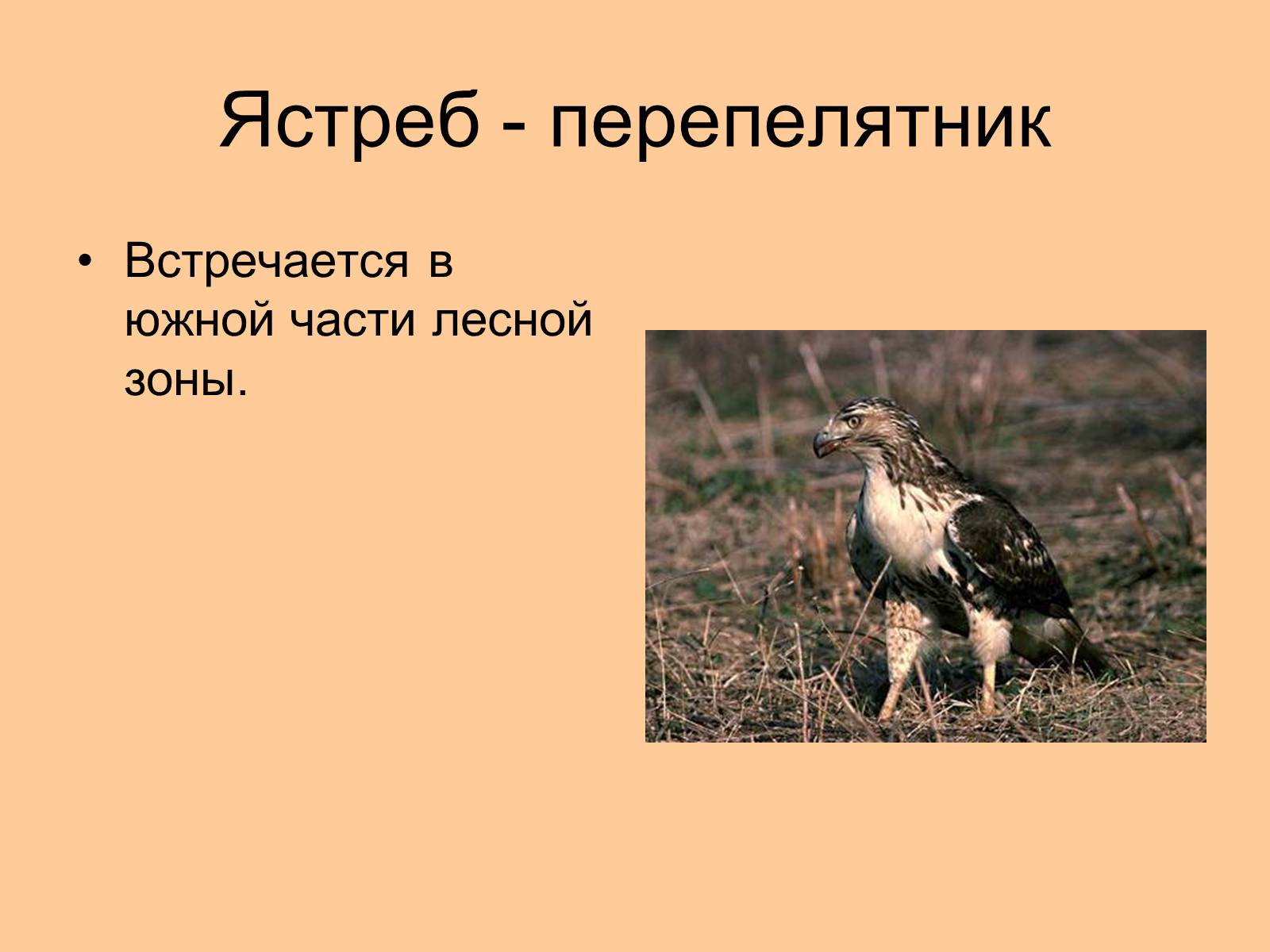 Презентація на тему «Отряд Хищные птицы» - Слайд #12