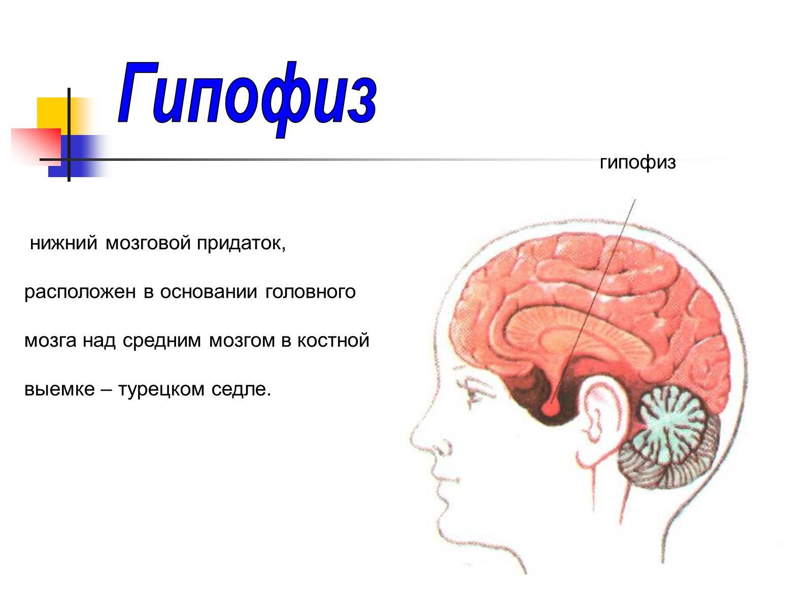 Гипофиз в голове. Головной мозг человека, гипофиз анатомия. Отделы головного мозга гипофиз. Функции гипофиза головного мозга. Расположение гипофиза рисунок.