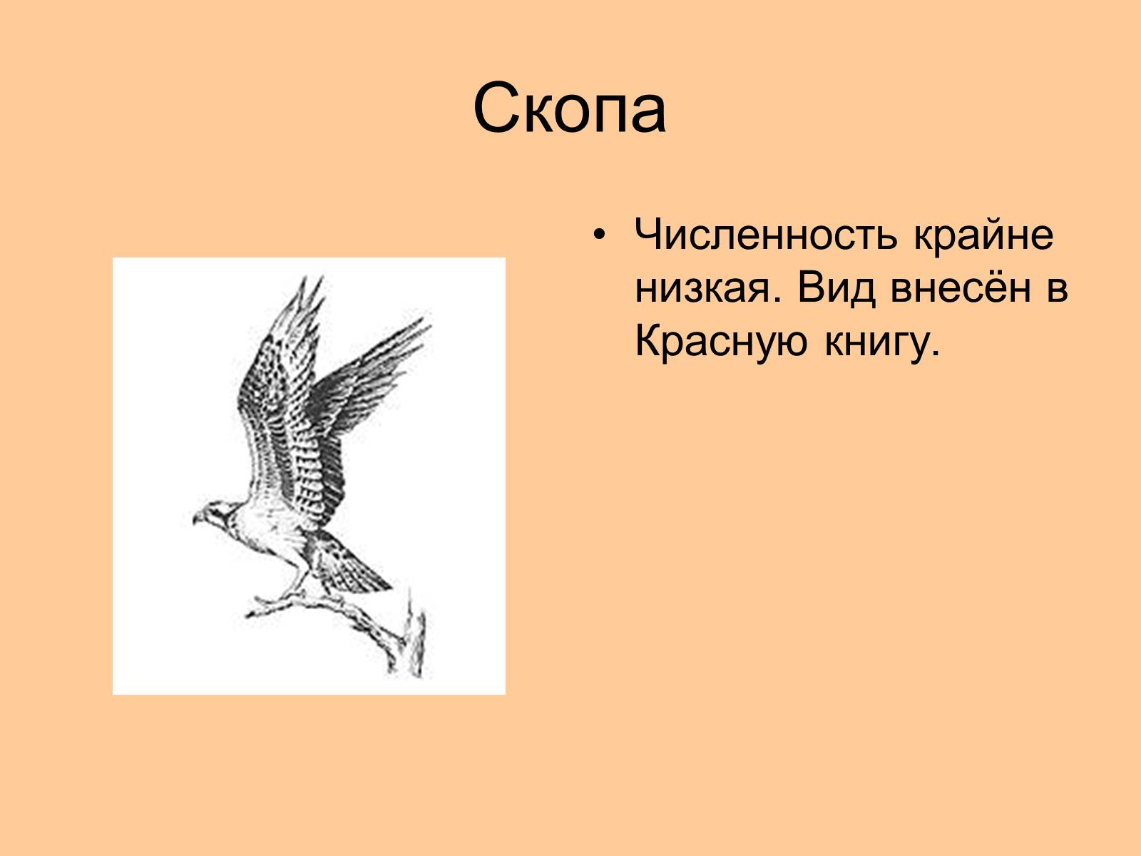 Презентація на тему «Отряд Хищные птицы» - Слайд #21