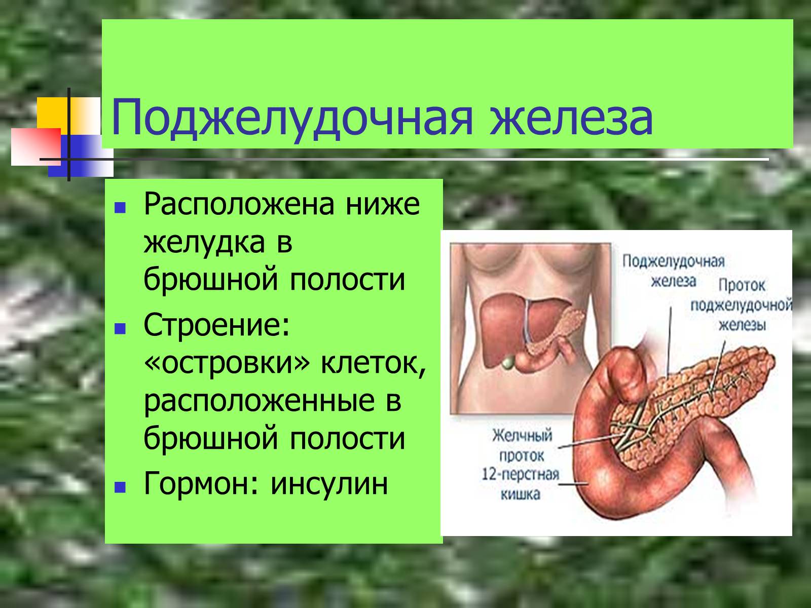 Презентація на тему «Регуляция процессов жизнедеятельности организма» - Слайд #40