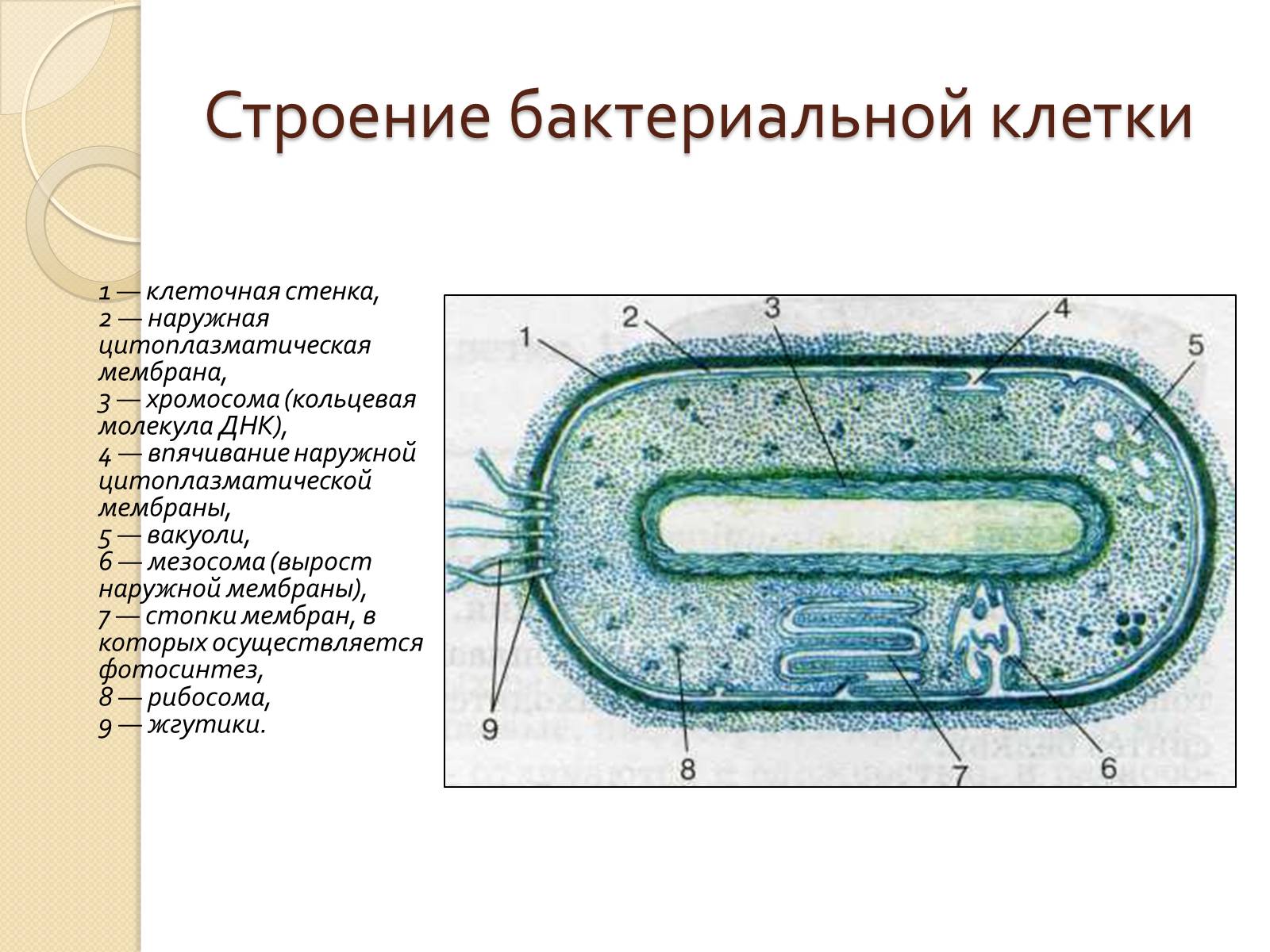Тест строение бактерий. Строение прокариотической клетки бактерии. Строение прокариотической бактериальной клетки. Структура строения прокариотической клетки. Строение бактериальной клетки прокариот.