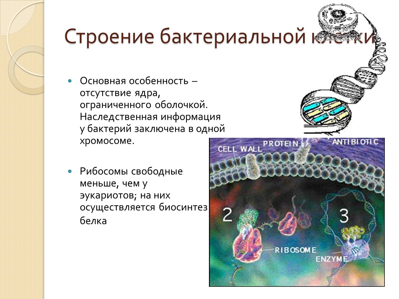 Презентація на тему «Прокариоты» (варіант 3) - Слайд #14