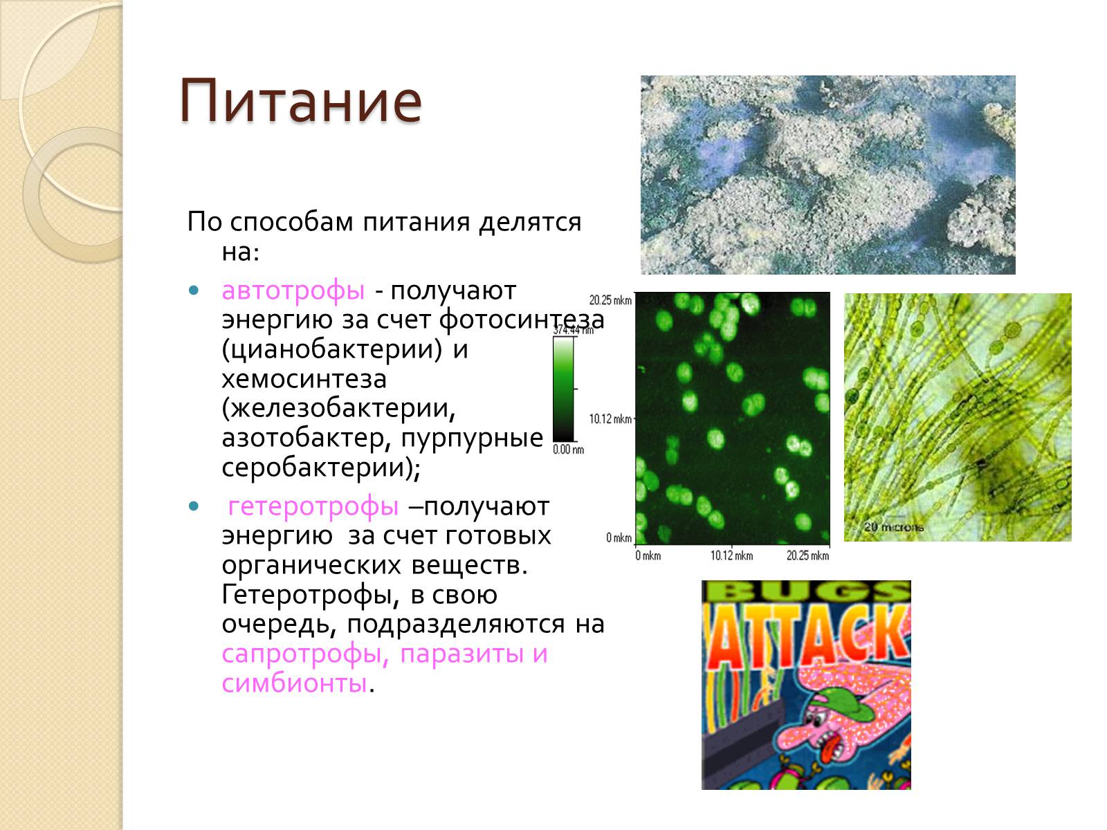 Презентація на тему «Прокариоты» (варіант 3) - Слайд #16