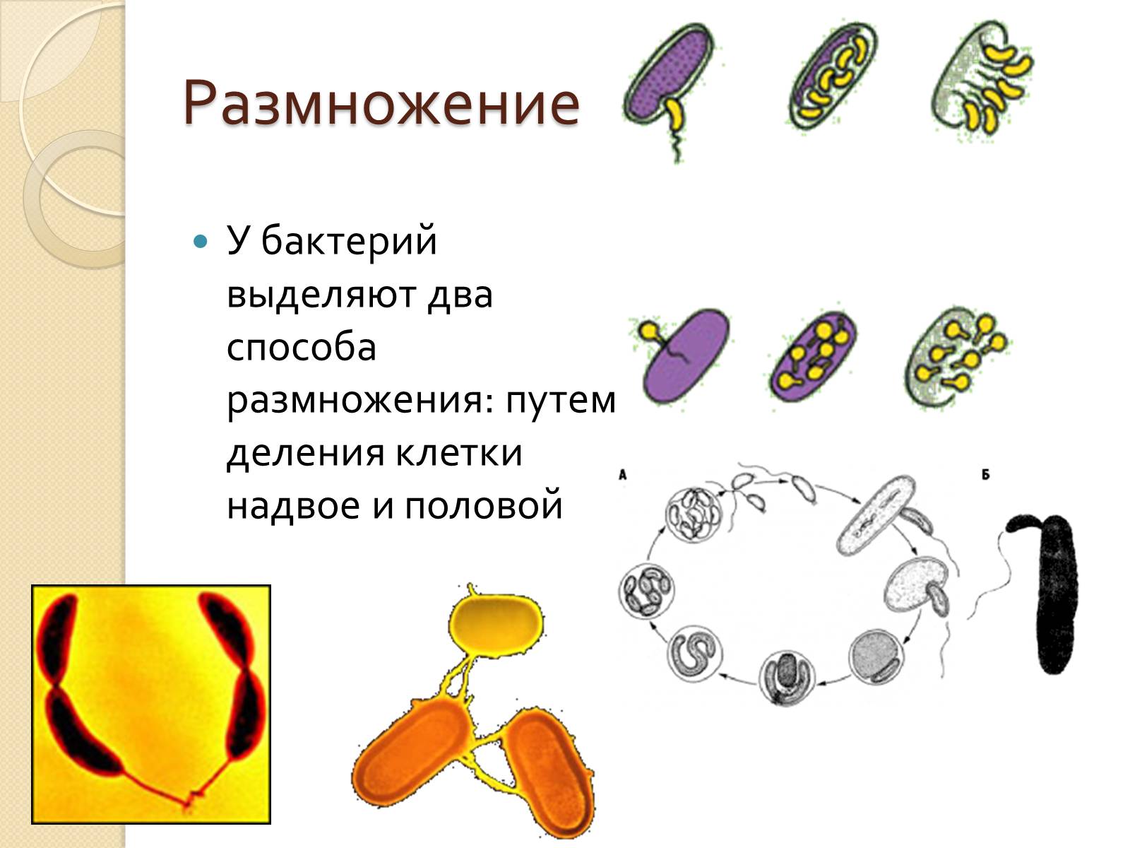 Презентація на тему «Прокариоты» (варіант 3) - Слайд #18