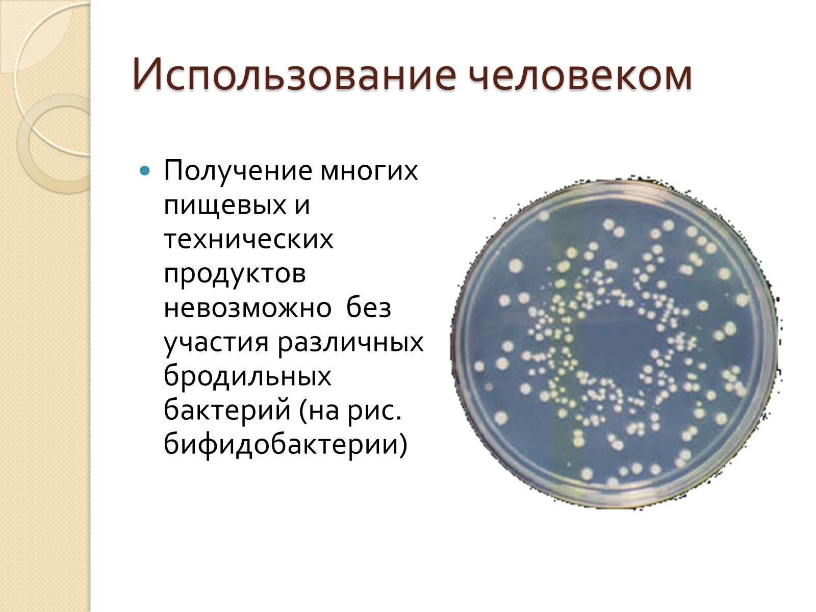 Значение прокариот. Роль прокариот. Роль прокариот в природе. Значение прокариот в жизни человека. Бактерии прокариоты.