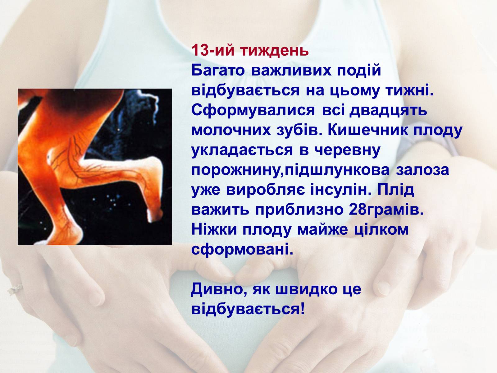 Презентація на тему «Життя до народження» - Слайд #14