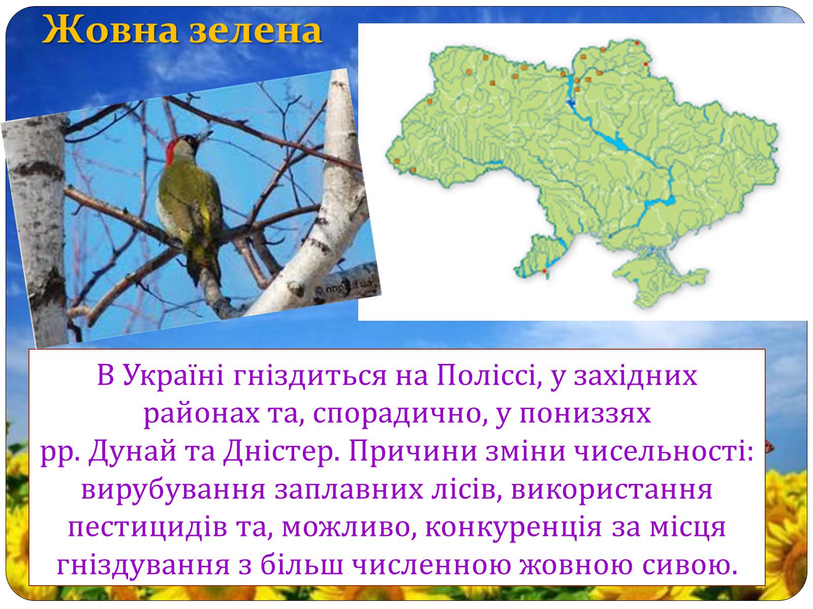 Презентація на тему «Птахи занесені до Червоної книги України» - Слайд #2