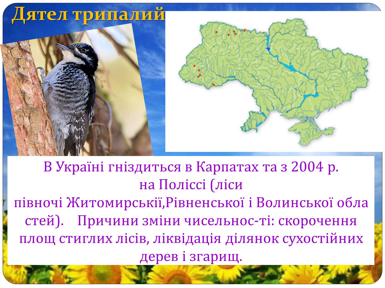 Презентація на тему «Птахи занесені до Червоної книги України» - Слайд #4