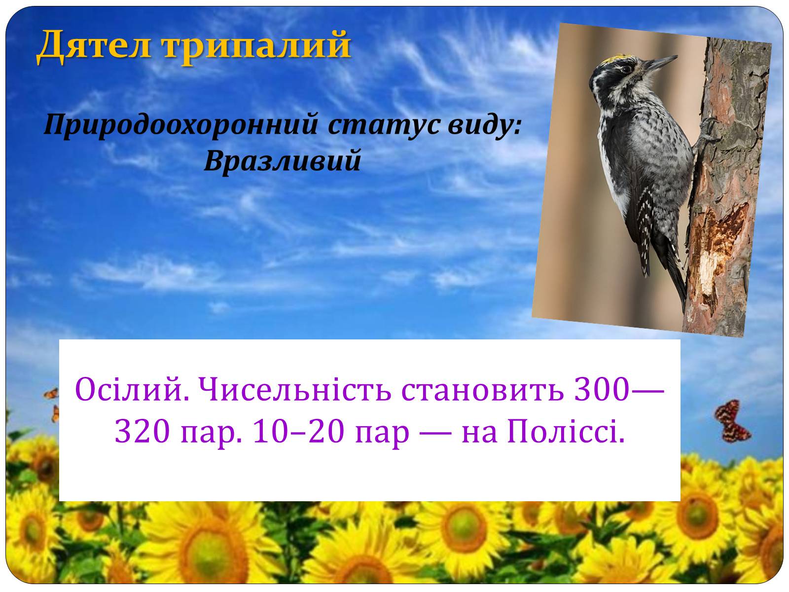 Презентація на тему «Птахи занесені до Червоної книги України» - Слайд #5