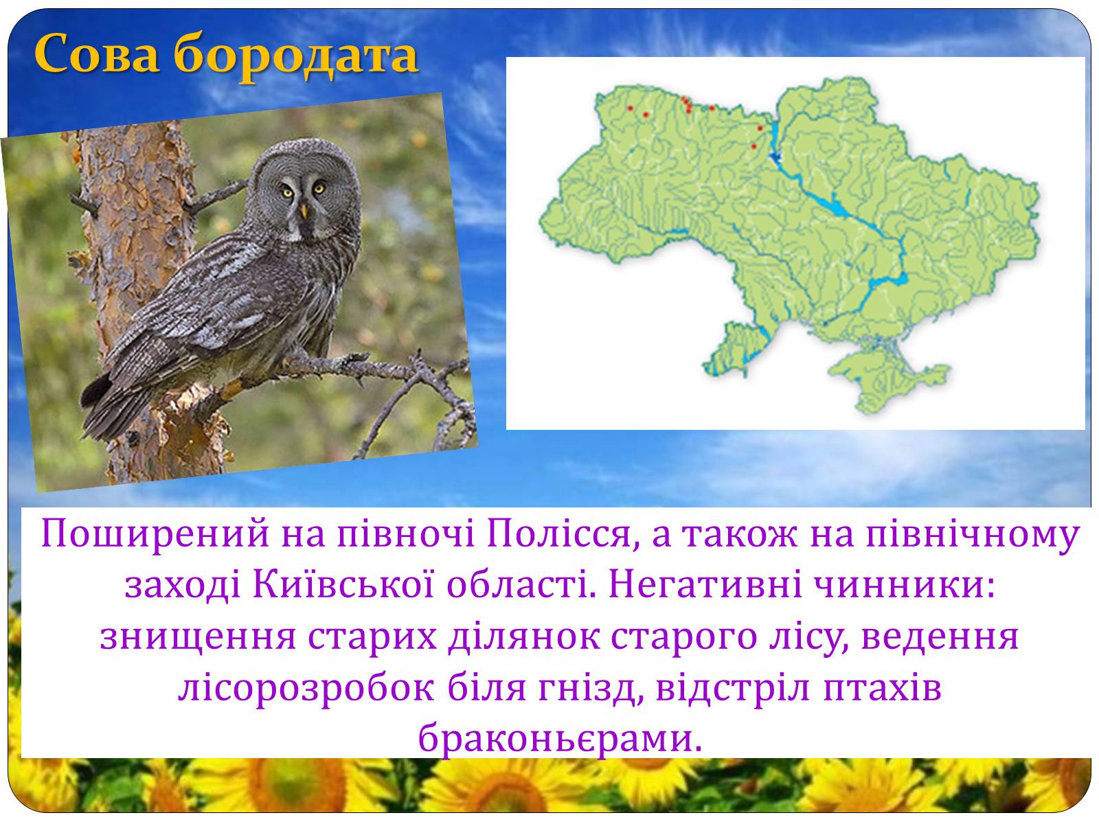Презентація на тему «Птахи занесені до Червоної книги України» - Слайд #6