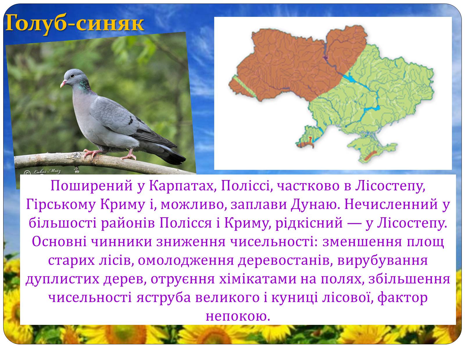 Презентація на тему «Птахи занесені до Червоної книги України» - Слайд #8