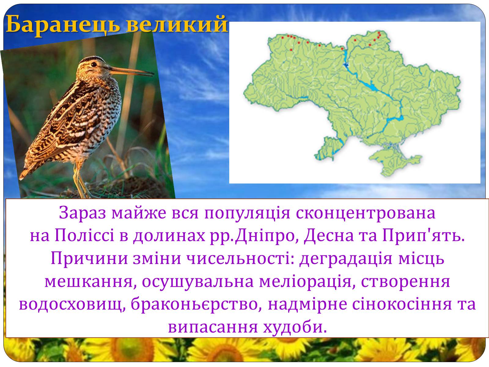 Презентація на тему «Птахи занесені до Червоної книги України» - Слайд #10