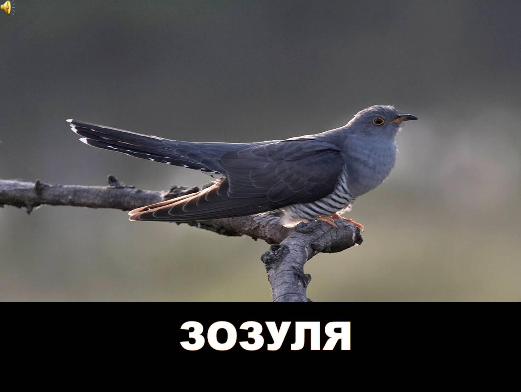 Презентація на тему «Перелітні птахи України» - Слайд #8
