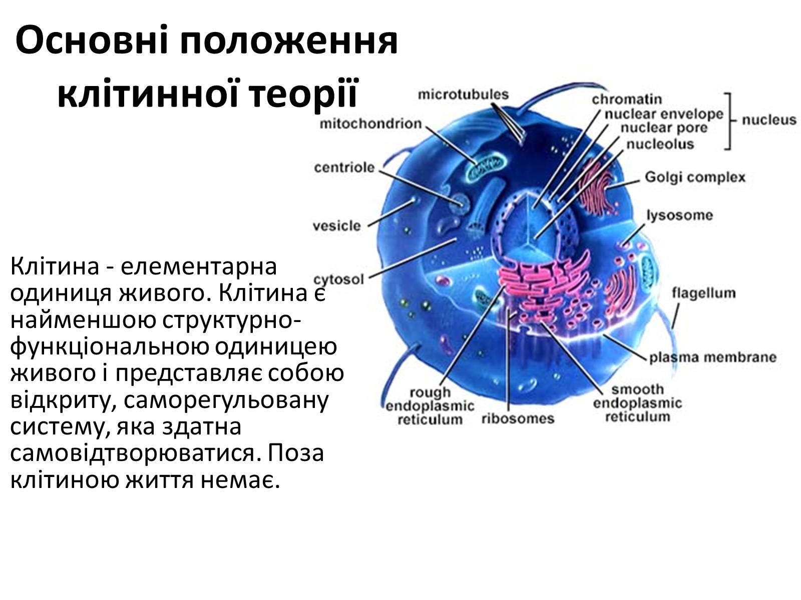 Презентація на тему «Історія вивчення клітини» - Слайд #7