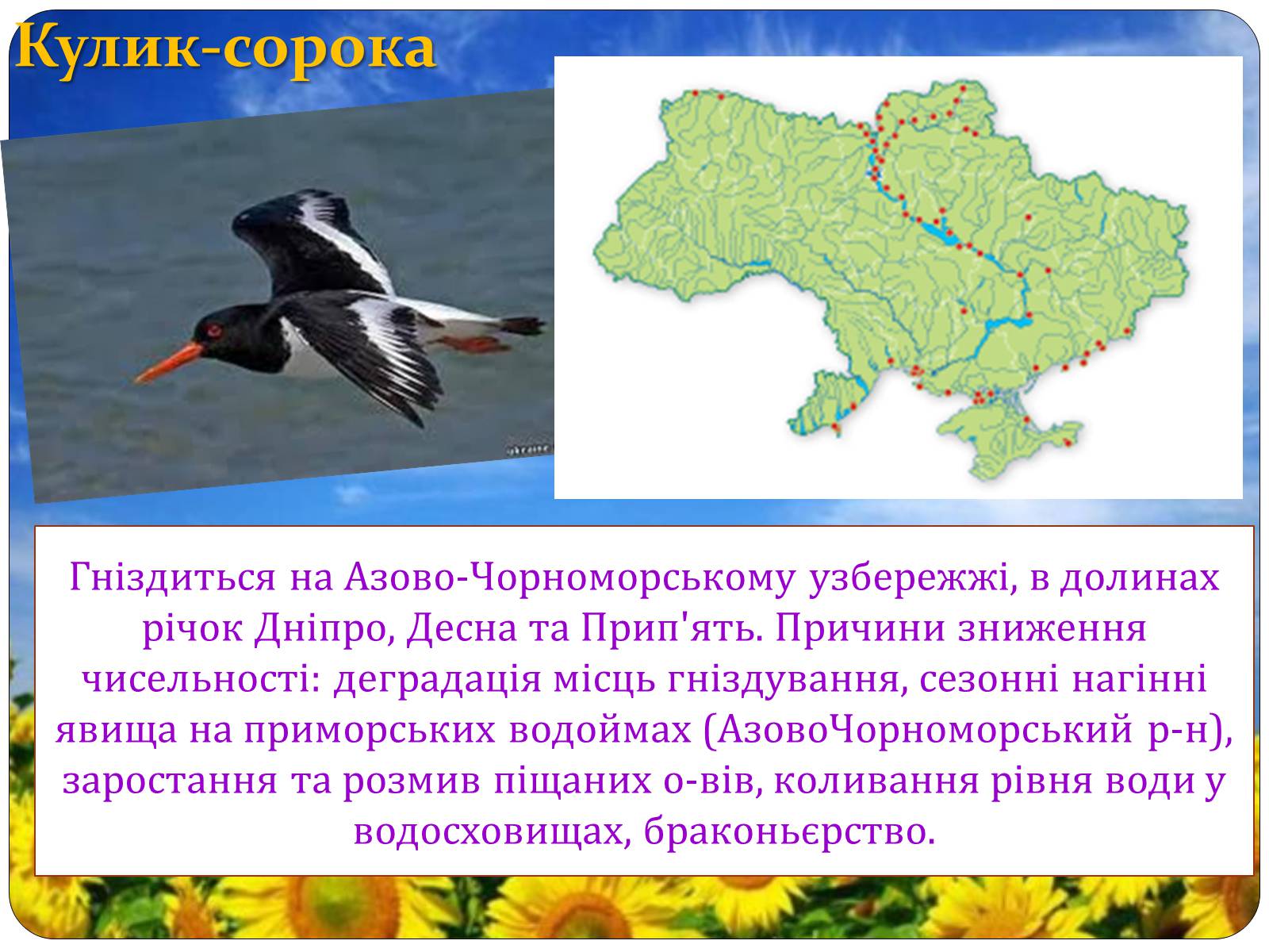 Презентація на тему «Птахи занесені до Червоної книги України» - Слайд #12