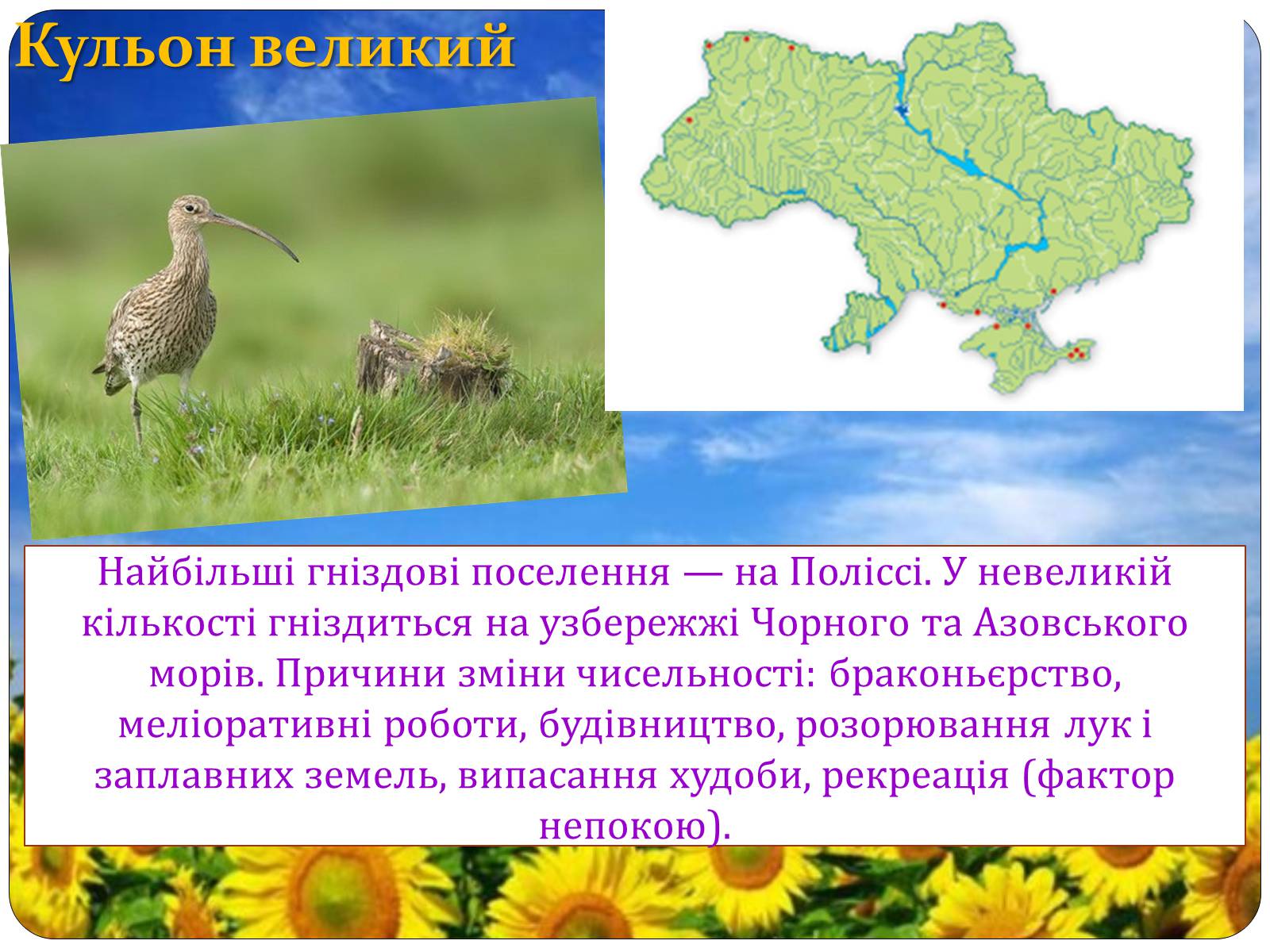 Презентація на тему «Птахи занесені до Червоної книги України» - Слайд #14