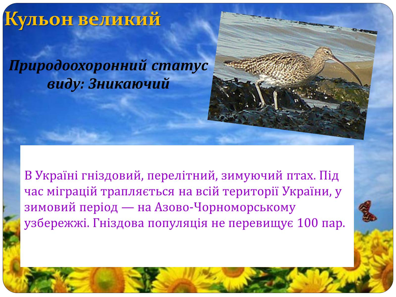 Презентація на тему «Птахи занесені до Червоної книги України» - Слайд #15