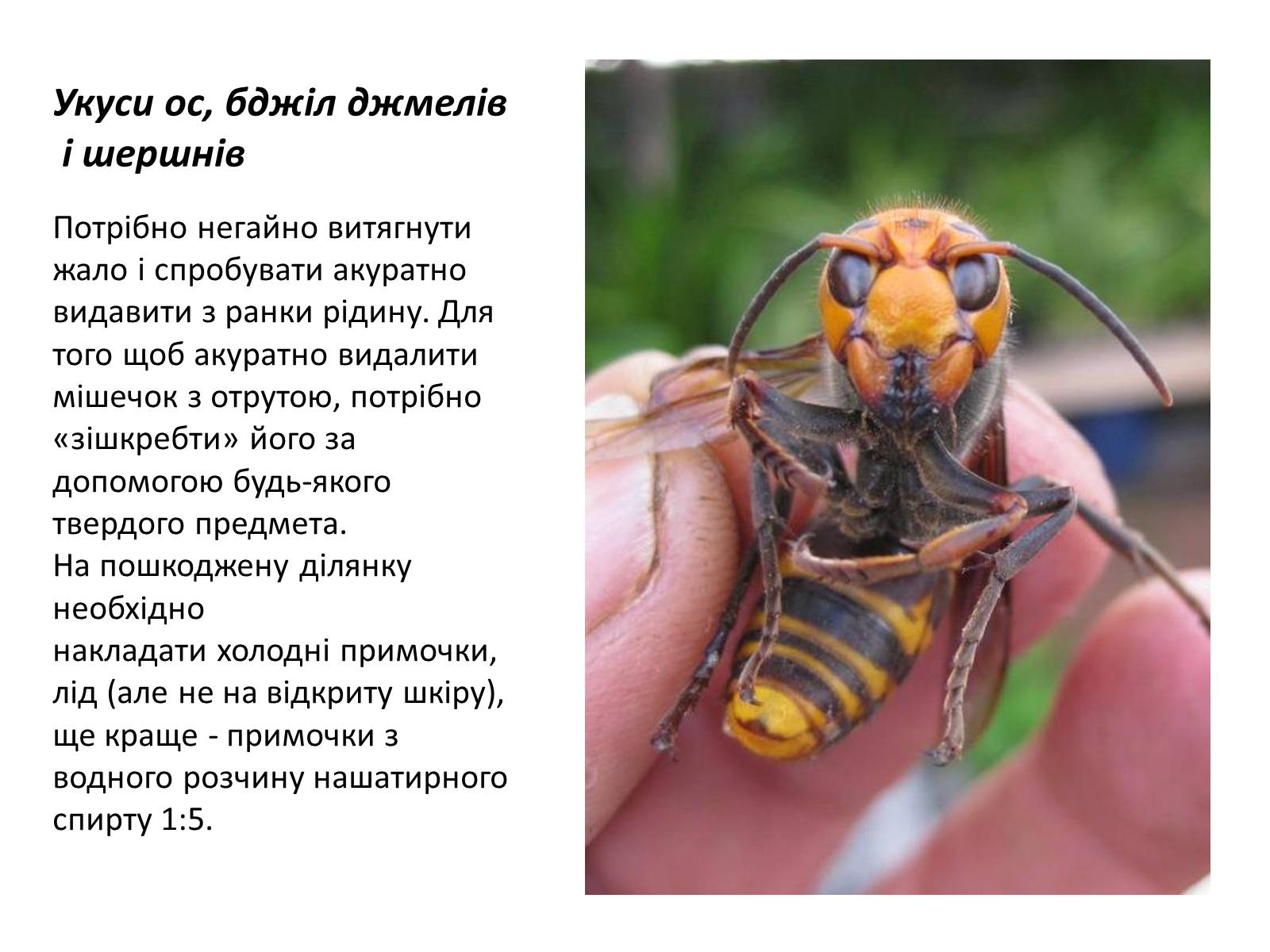 Презентація на тему «Допомога при укусах отруйних комах та тварин» - Слайд #3