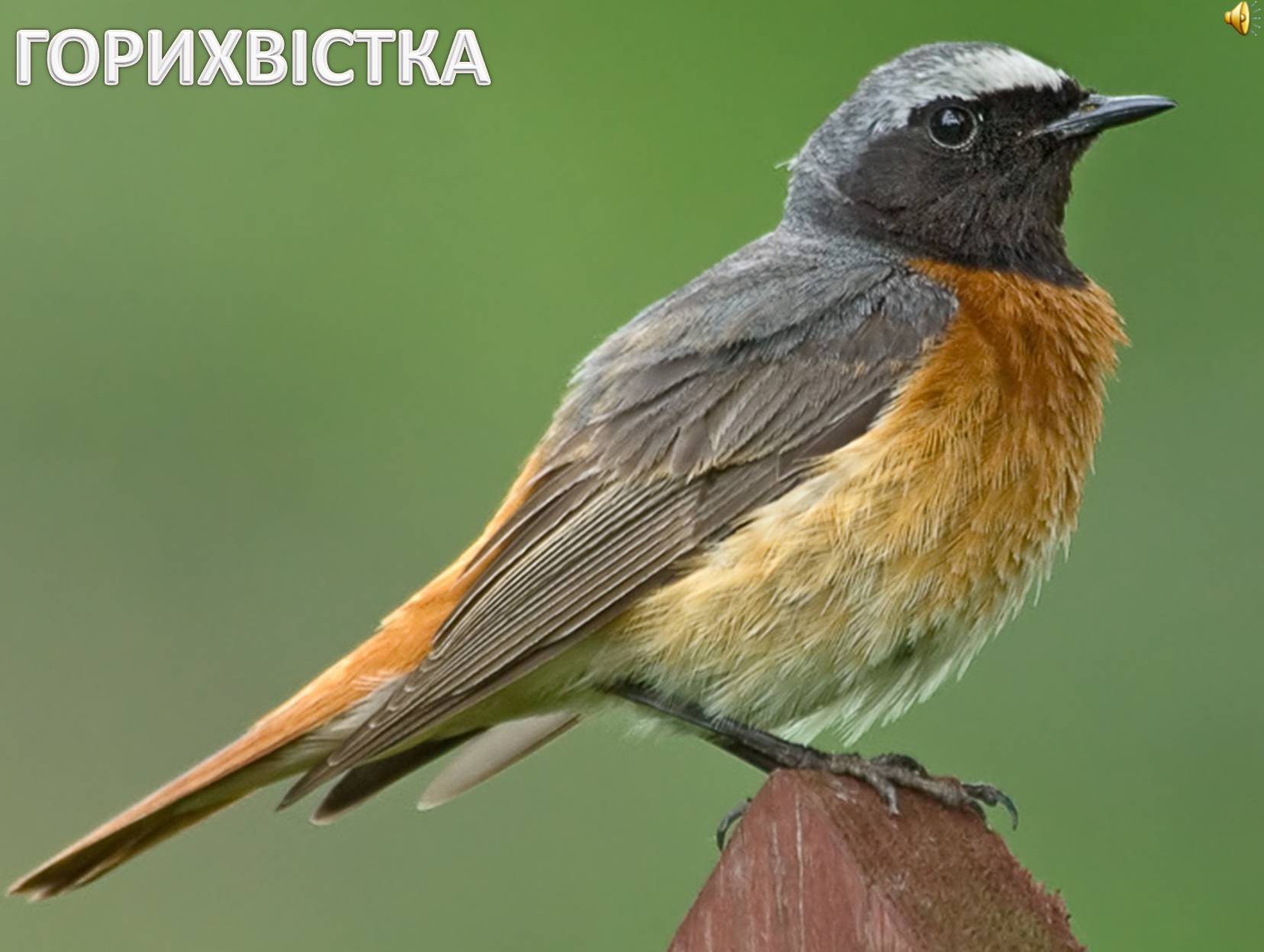 Презентація на тему «Перелітні птахи України» - Слайд #14