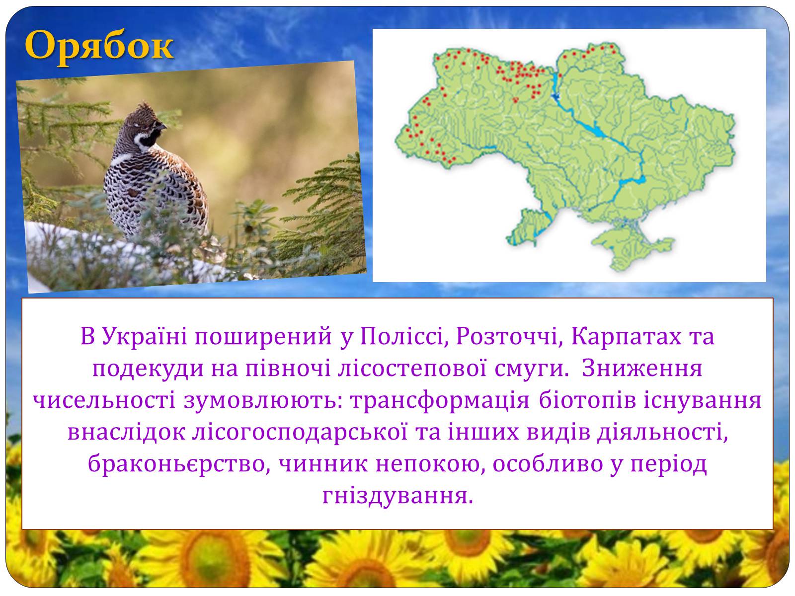 Презентація на тему «Птахи занесені до Червоної книги України» - Слайд #18