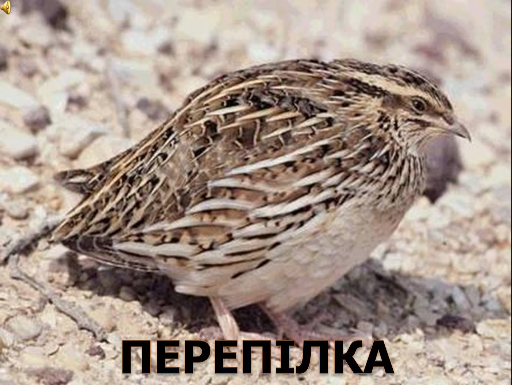 Презентація на тему «Перелітні птахи України» - Слайд #16